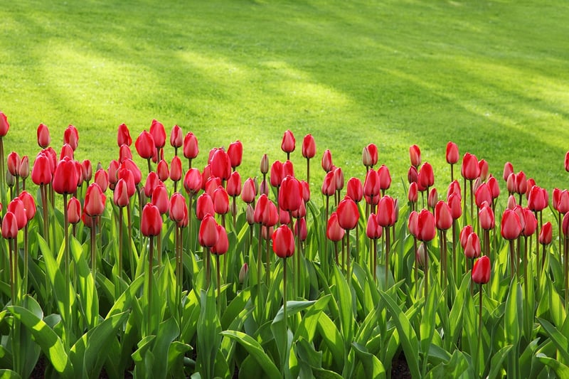 Spring Planting Guide